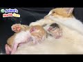 Baby newborn kittens and their mom got happiest moments after rescued | Animals shelter