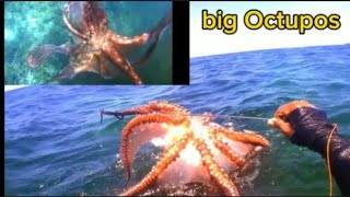 Day Spearfishing philipines🇵🇭🇵🇭🇵🇭big Octupos🐙🐙🐙 by Zambales Spearfishing 73 views 1 month ago 7 minutes, 30 seconds