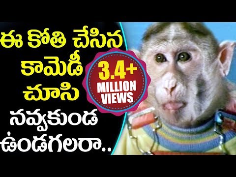 Monkey ( ఈ కోతి చేసిన కామెడీ మీరే చూడండి..) || Hilarious Comedy Scenes || Volga Videos