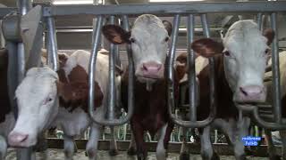 GAEC des Tonnières, salle de traite GEA, 80 vaches: rapide, efficace, tranquille.