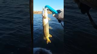 А ви ловите на ратліни?🫵 #fish #fishing #fishingtiktoks #reels #viral #рибалка #tiktok #pike #carp
