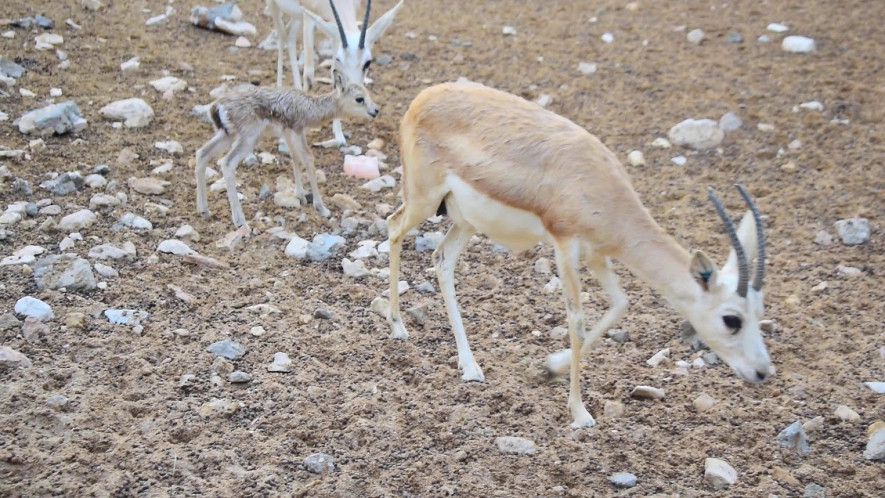 حيوان الشادن