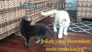 reaksi awal saat kedua anak kucing di pertemukan #kucingputih #anakkucinglucu #kitten #kucingcomel