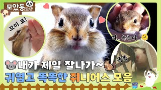 [#모았동물농장] 세상에서 제일 똑똑한 쥐니어스들 너무 작고 최고 소중해~ #TV동물농장 #AnimalFarm #SBSstory