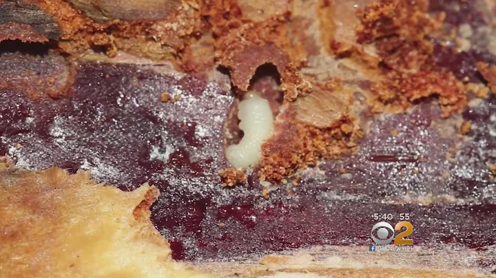 Tree Trouble On Long Island's East End