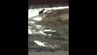 Cock fight in Detroit
