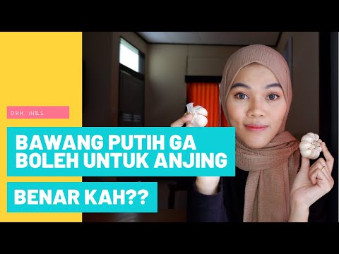 Video: Adakah allium toksik kepada anjing?