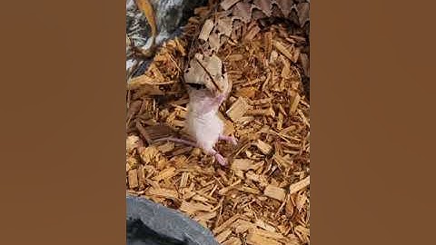 Gaboon Viper Feeding On Live Mouse!! #GaboonViper  #Venomous #LiveFeeding