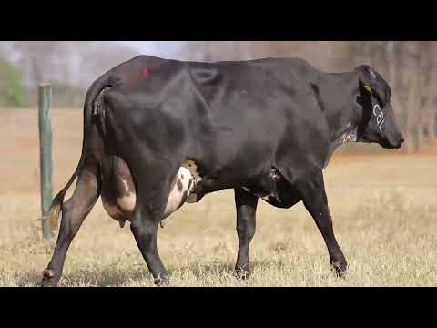 LOTE 08   ORIENTADORA FIV CAL   9571BM