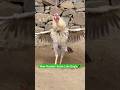 #rooster #viralvideo #youtubeshorts #birds #zubairmalikaseel
