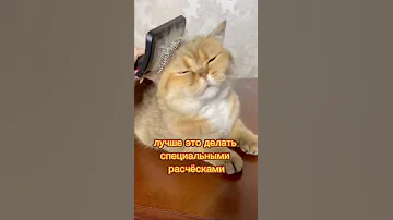 Что делать, если кошка сильно линяет? #Кошки #Котики #Кот