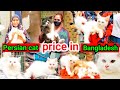 Persian cat price in Bangladesh || পারসিয়ান বিড়ালের হাট || পার্সিয়ান বিড়ালের দাম জানুন ||