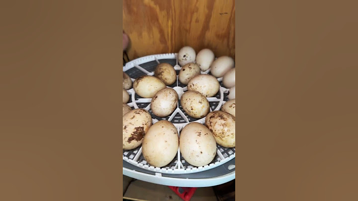 incubating duck eggs