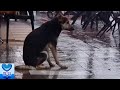 雨のなか悲しい表情で道端に座り込んでいた犬。その理由が明らかになるまで！【感動】