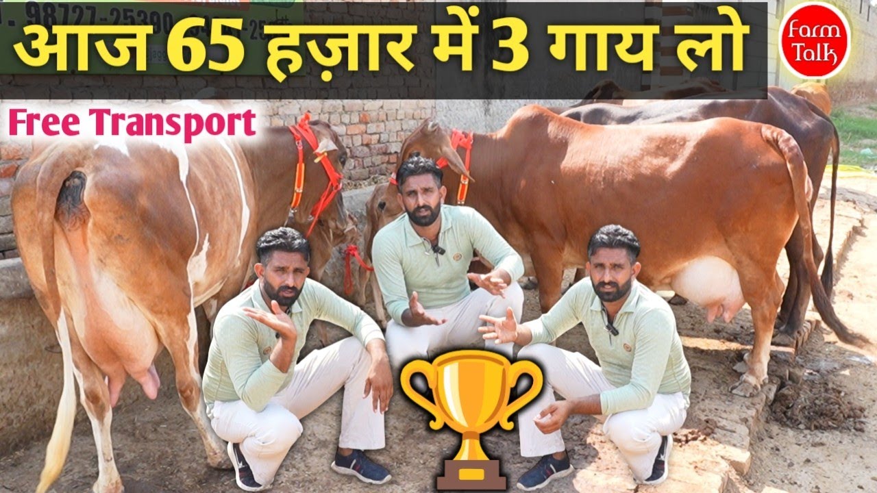 3 गाय 65 हज़ार में 👉 10 हज़ार छूट में गाय ✨ 18 Liter Milk Sahiwal Rathi & Cross Breed Cow #Dairy 