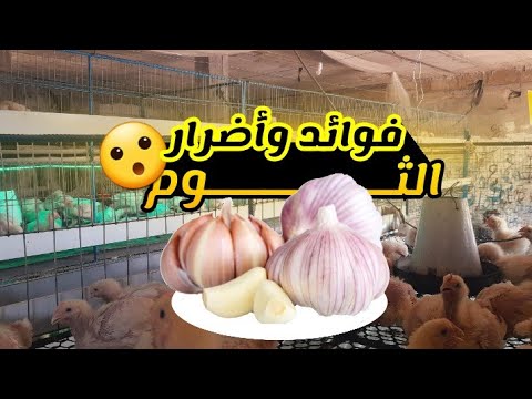 9 فوائد جبارة للثوم يجب عليك معرفتها للدواجن وطرق الإستعمال وأيهم أفضل إضافته فلماء أو فلعلف