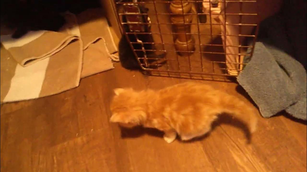 A Litter of Kittens YouTube