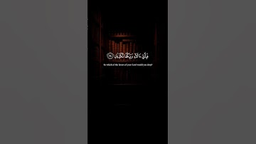 أكتب شيء تؤجر عليه 😴❤️ قارئ ياسر الدوسري-كل من عليها فان #المصحف #قران_كريم #الرحمن
