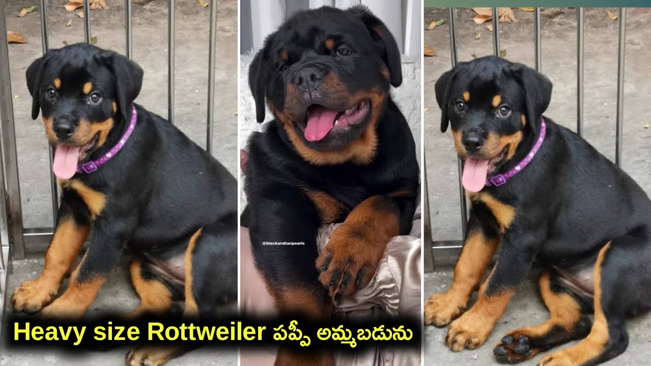 top quality Rottweiler puppies for sale in telugu/90635 37098 / aj pets