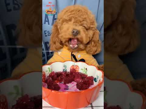 Video: Barking Bad Breath Dog Biscuit Công thức