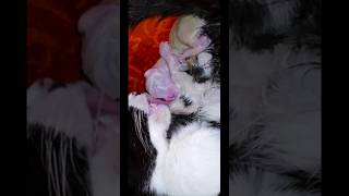Kittens Dairy:  First 60 Seconds 🐱 #kitten