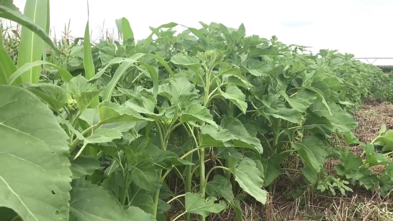 Green Cover Seed семена покровных культур. Небраска, США Часть 2