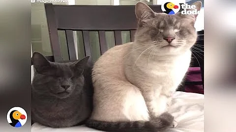 Blind Cats Can't Imagine Life Without Each Other | The Dodo