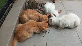Cats & kittens are 794 & 693 & 676 & 628 & 552 & 437 & 399 & 299 & 169 & 148 & 66& 460&393&291&257