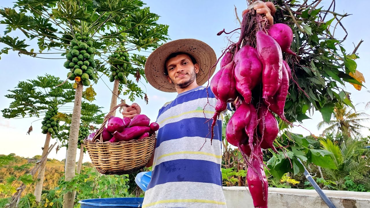 COLHENDO batatas doce e três RECEITAS INCRÍVEIS - Valdir Barbosa