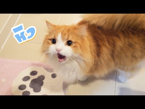 วีดีโอ: แมว - สัตว์ศักดิ์สิทธิ์