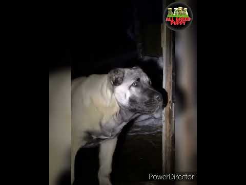 kangal dog fight real | kangal dog | kangal vs wolf attack | kangal dog vs pakistani bully fight