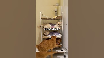 Ngôi nhà đặc biệt của những chú mèo dễ thương ☺️