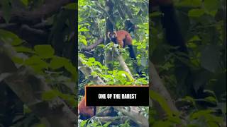One of the Rarest Primates on Earth