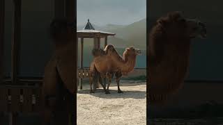 Bactrian Camel In Its Beauty / Двугорбый Верблюд В Своей Красоте