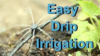 Saving Water in the Garden Installing Drip Irrigation