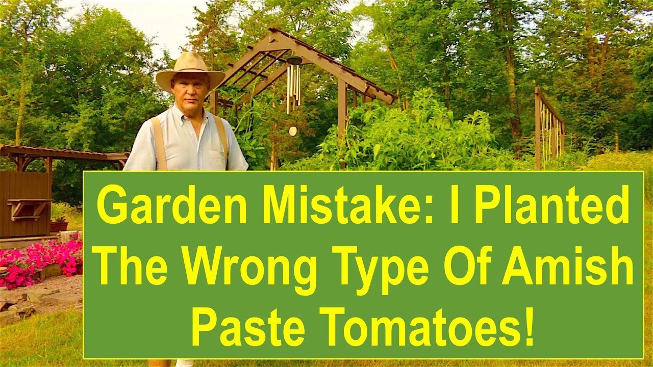 How Tall Do Amish Paste Tomatoes Grow 