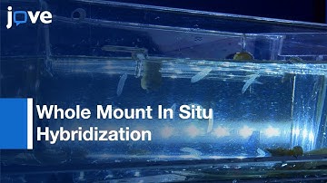 Whole Mount In Situ Hybridization Method: Gastropod Mollusc Lymnaea stagnalis l Protocol Preview