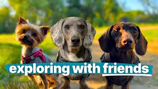 What Happens When Dachshunds Meet a Yorkie?