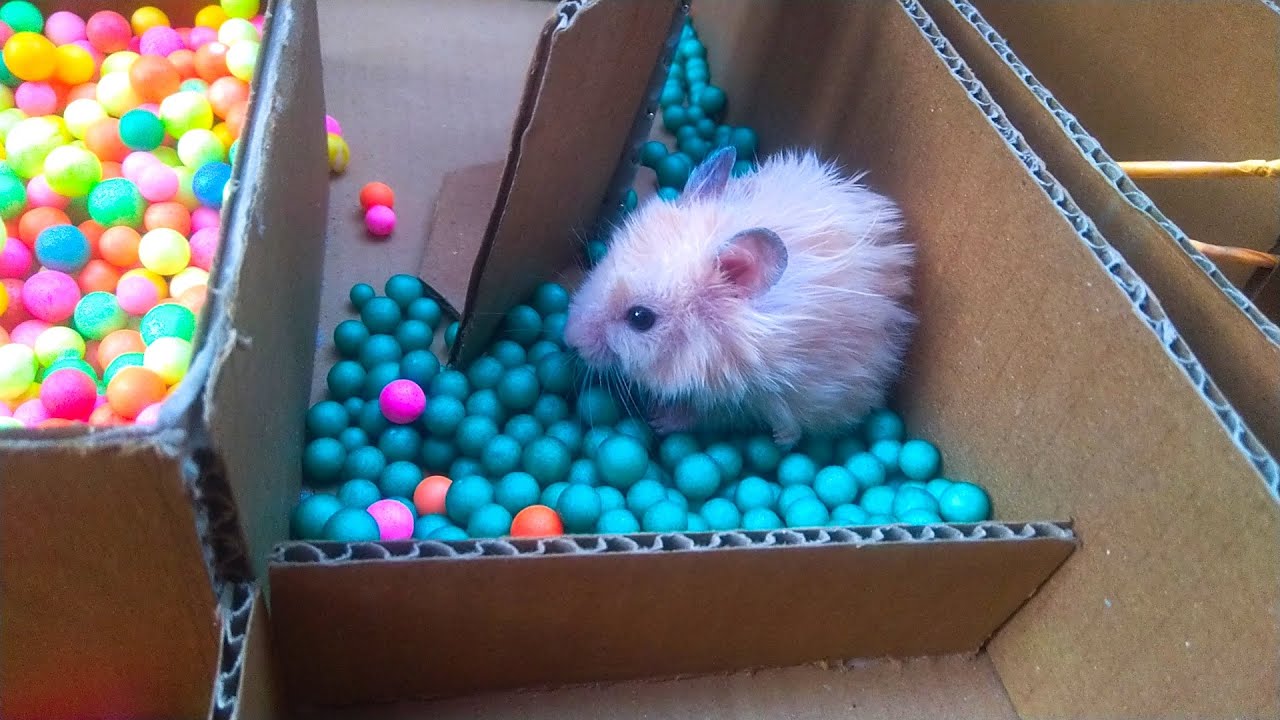 🐹 Hamster Escapes the  Creative Maze for Pets in real life 🐹 in Hamster Stories#2
