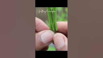 Graft Citrus Like a Pro: Quick & Easy Step-by-Step Guide!