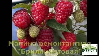 видео: А Вы хотите поучать до 10 кг малины с одного куста? Выбирайте правильно сорта!!! картинка: А Вы хотите поучать до 10 кг малины с одного куста? Выбирайте правильно сорта!!!