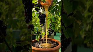 টবের আঙুর হবে বড় আর মিষ্টি 🍇 Grape Growing Tips Bangla #GrapePlant #GardeningTips