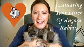 Evaluating Your Angora Rabbit Litter (and more!)