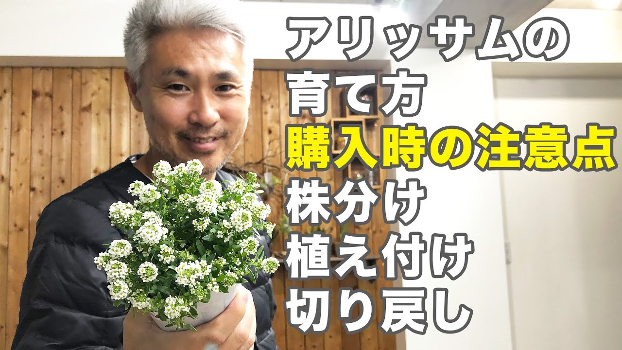 アリッサムの育て方 切り戻し 株分け 植え付け 花 香り 株選び 種まきなど Youtube