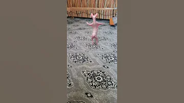 القطة الراقصة البشعة 