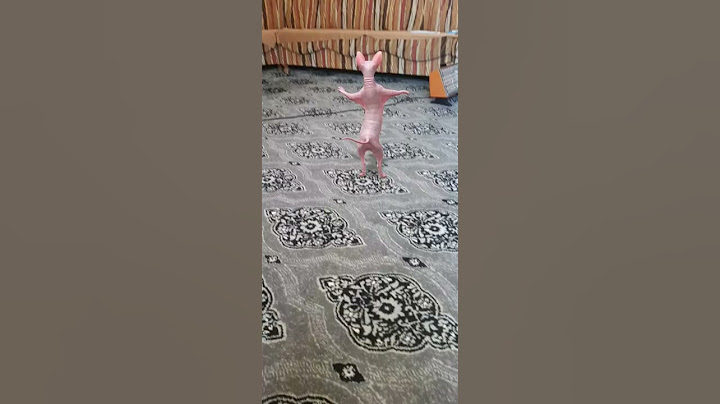 القطة الراقصة البشعة😼😼😼