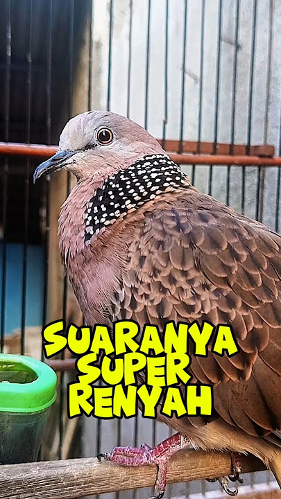 PANCINGAN TEKUKUR LOKAL NGALAS SUARA RENYAH #shorts #shortsfeed #shortvideo #short #song