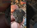Louis XVI, 12 Deniers, 1781-1793 #metaldetecting #treasuresearch #history #coin #louisxvi