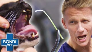 Top 5 Unluckiest Black Cats!! ‍⬛ | Bondi Vet Compilation | Bondi Vet