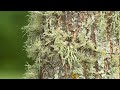 Lichen on Trees – Garden Notes